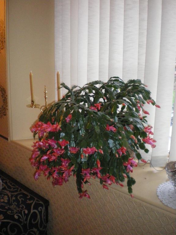 Langley Bank Guest House Ayr Extérieur photo